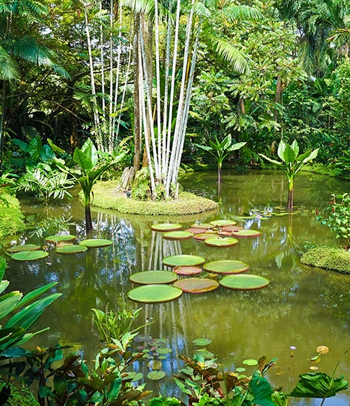 Singapore Botanical Gardens